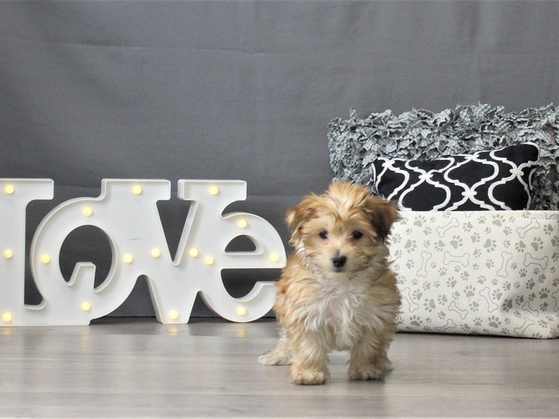 Morkie