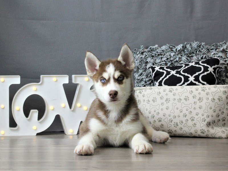 Siberian Husky