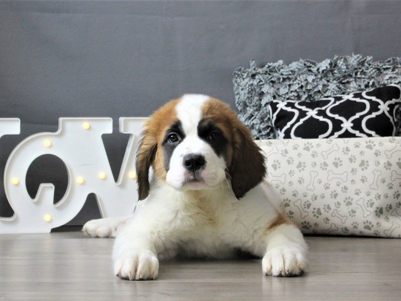 Saint Bernard