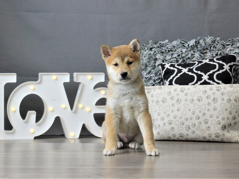 Shiba Inu
