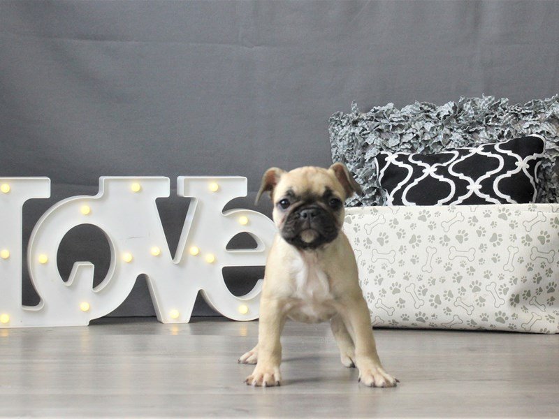 French Bulldog