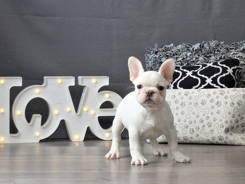French Bulldog