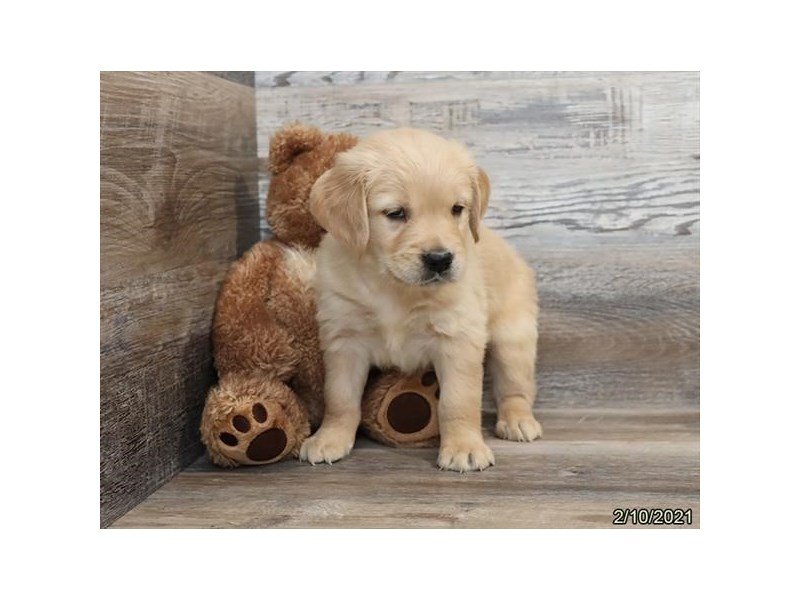 Golden Retriever