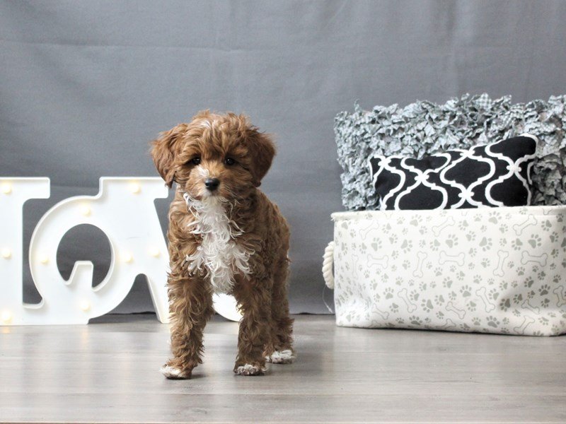 Goldendoodle Mini 2nd Gen