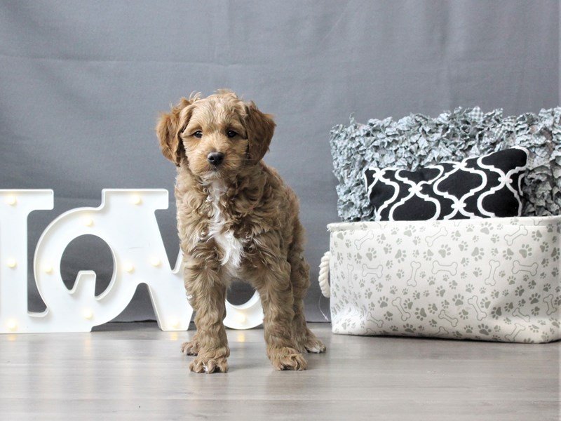 Goldendoodle Mini 2nd Gen