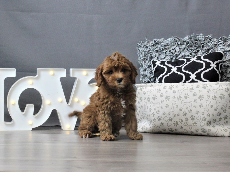 Cavalier King/Poodle