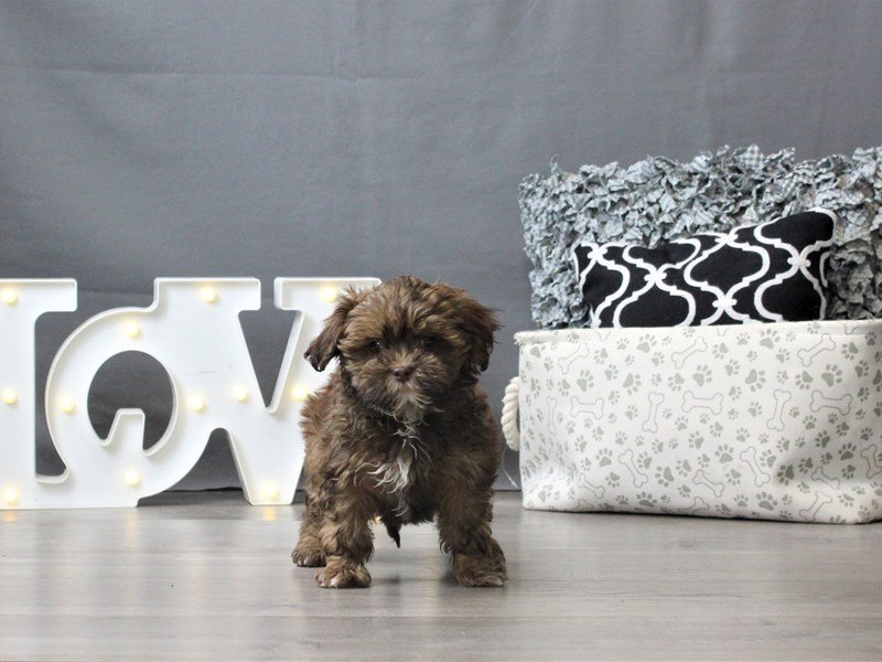 ShizaPoo