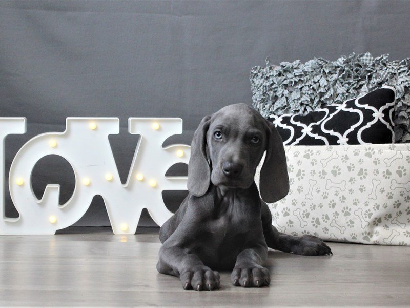Weimaraner