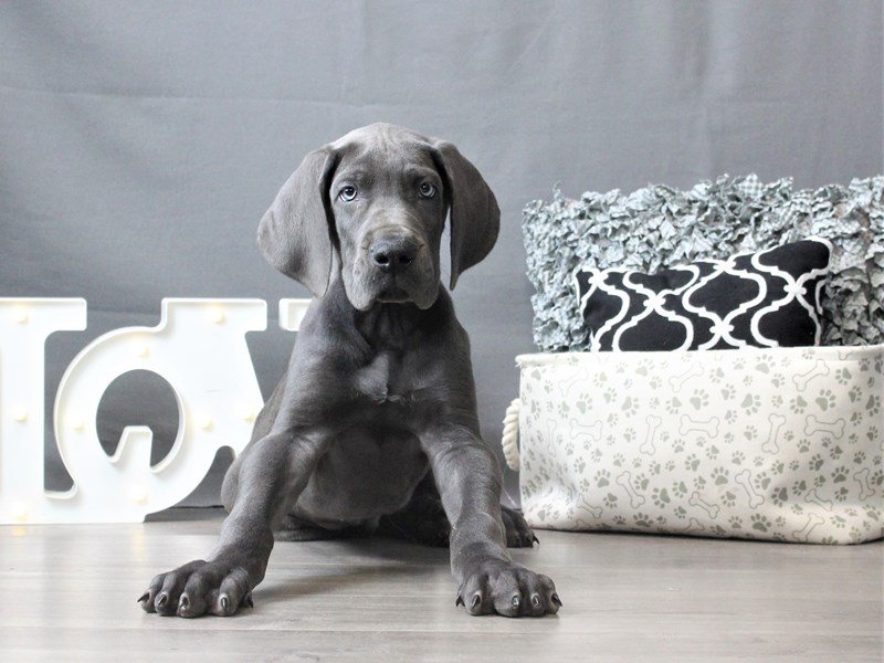Great Dane