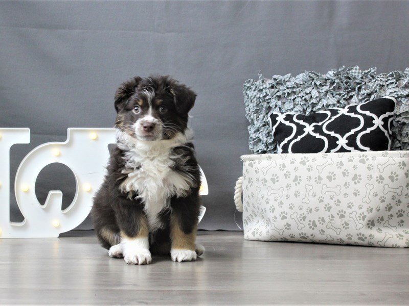 Miniature Australian Shepherd