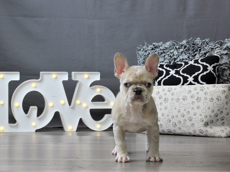 French BulldogDOGFemaleMerle3034956Petland Carriage Place