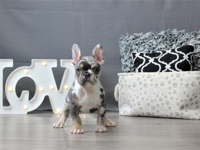 French Bulldog