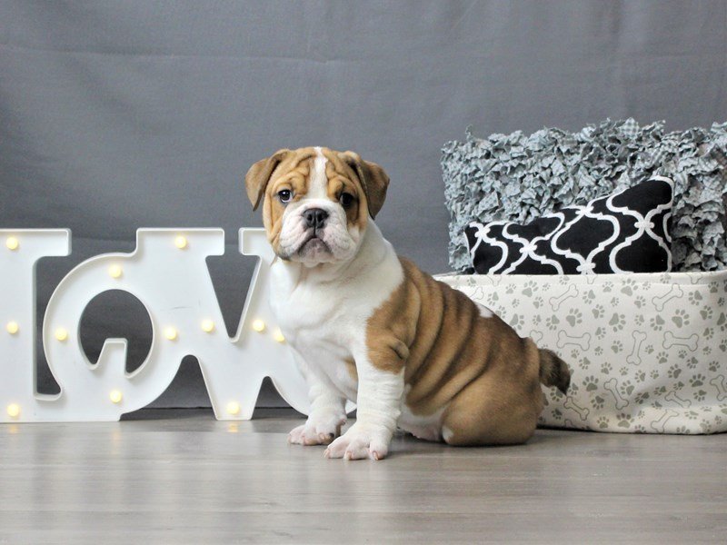 Bulldog