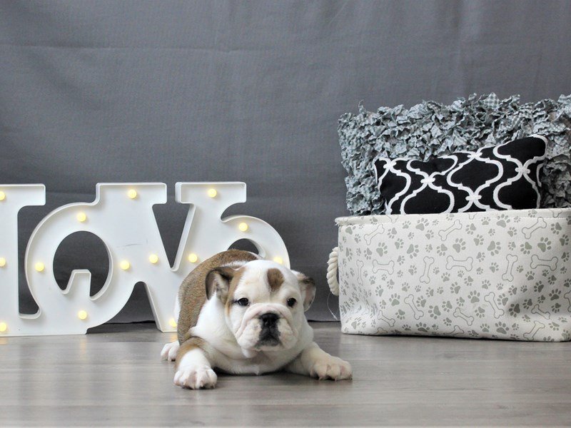 English Bulldog