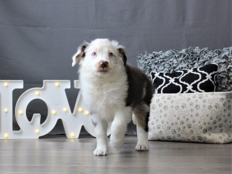 Miniature Australian Shepherd