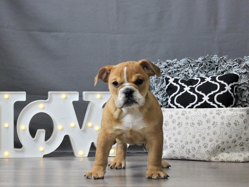 Bulldog/Bulldog-Beagle