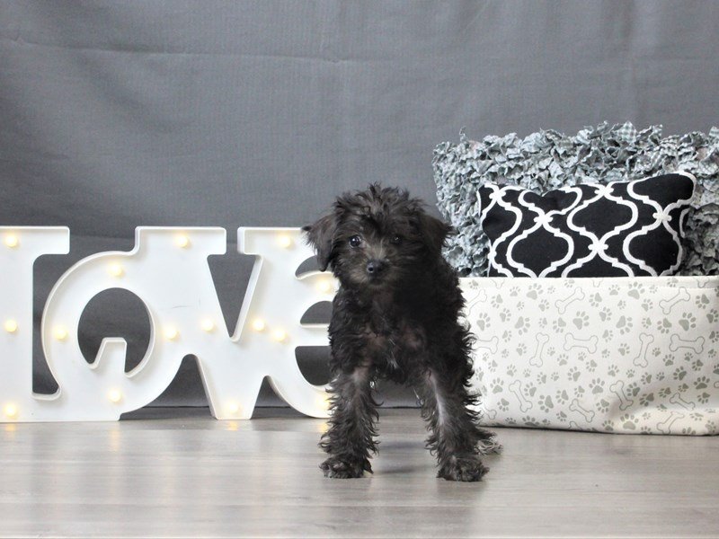 Schnoodle