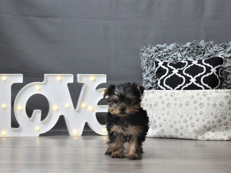 Yorkshire Terrier