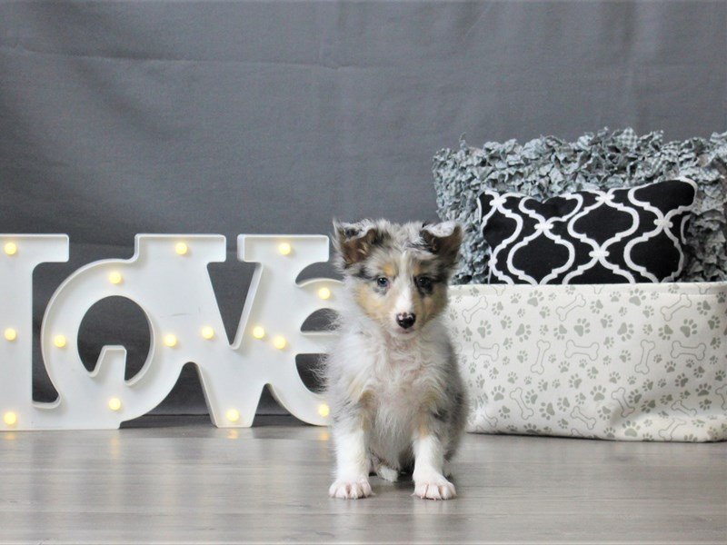 Shetland Sheepdog