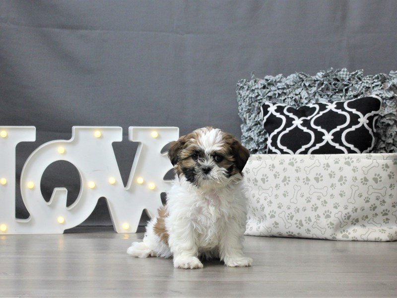 Shih Tzu