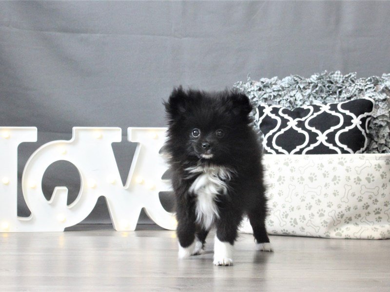 Pomeranian