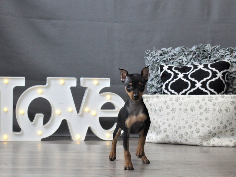 Miniature Pinscher