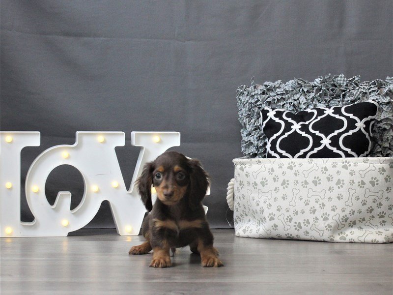 Dachshund