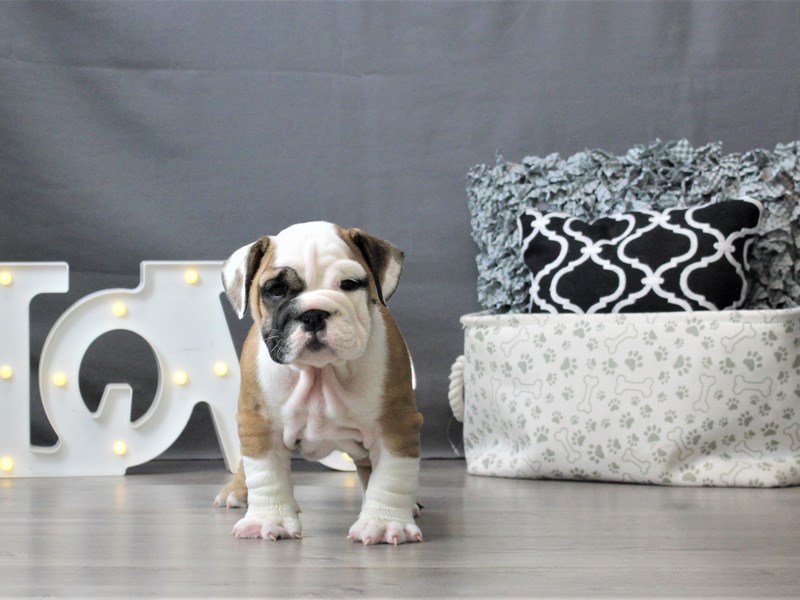 English Bulldog