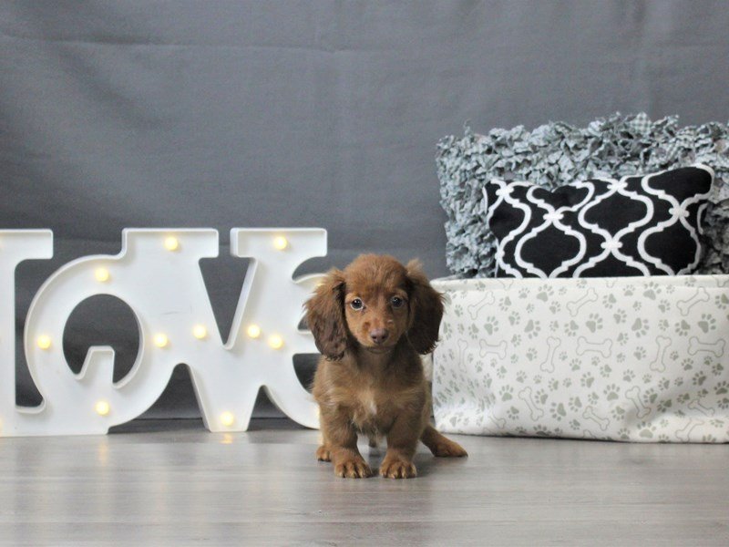 Dachshund