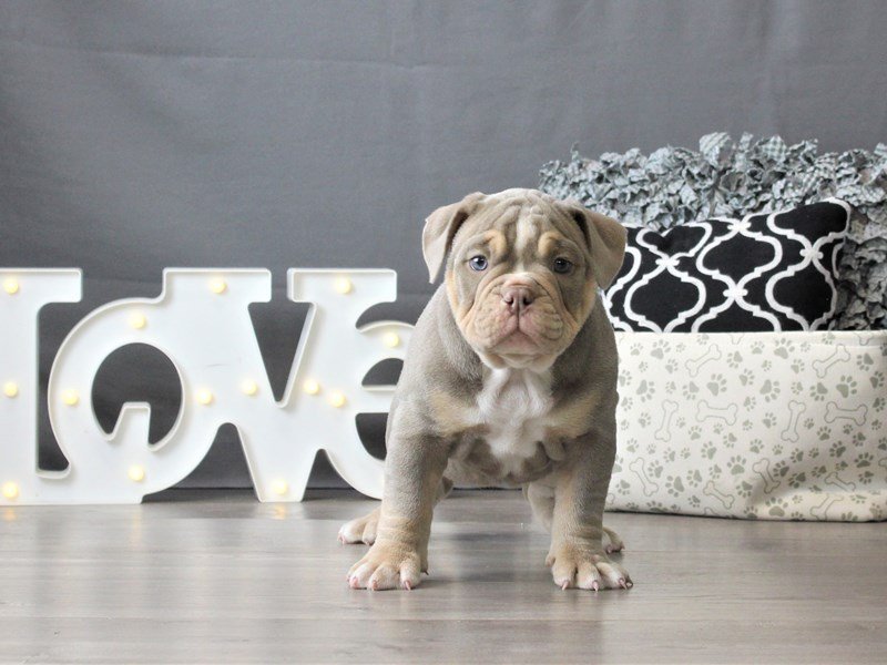 Old English Bulldog