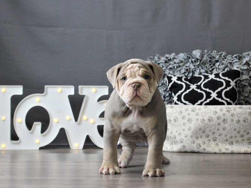 Old English BulldogDOGMaleLilac Tri3047476Petland Columbus, Ohio