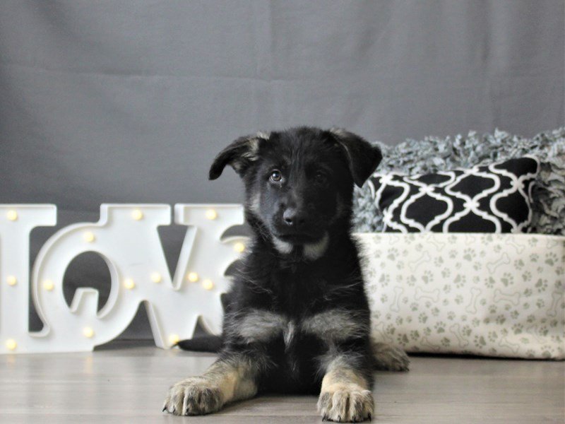 German Shepherd Dog