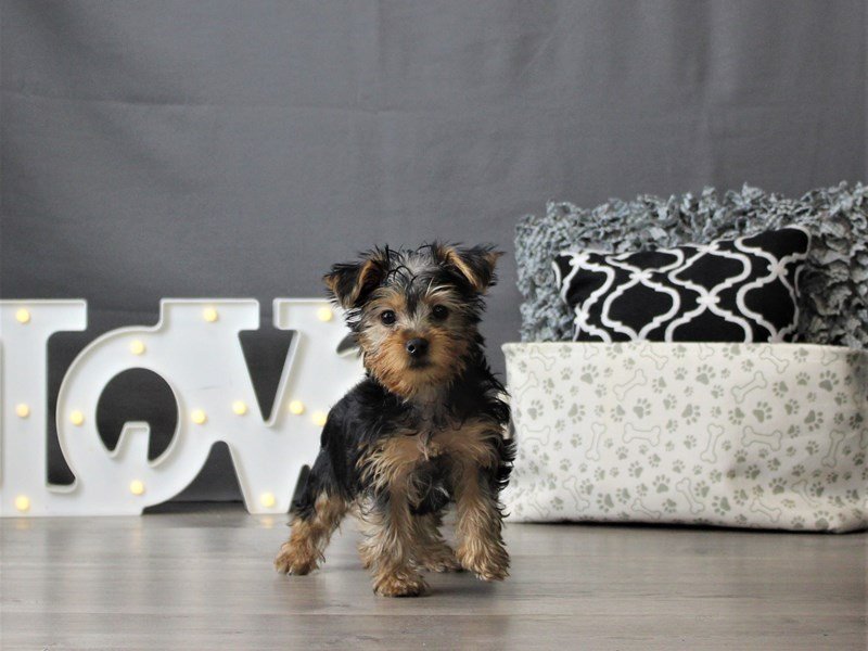 Yorkshire Terrier