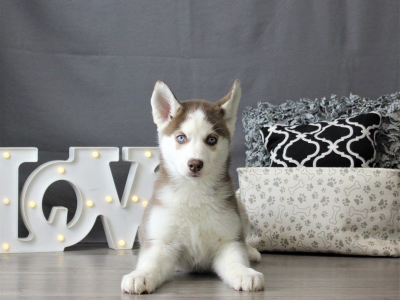 Siberian Husky