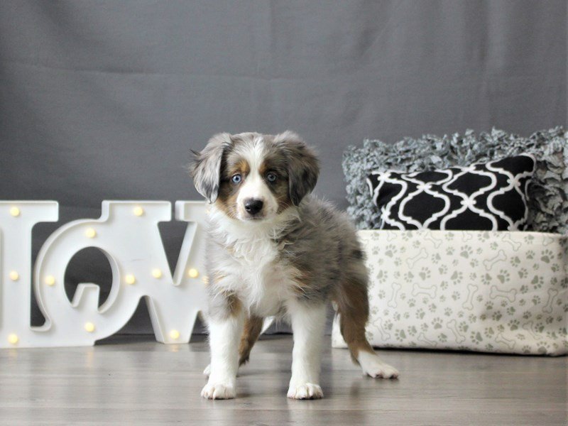 Miniature Australian Shepherd