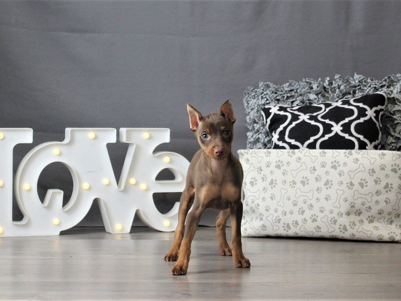 chocolate pinscher