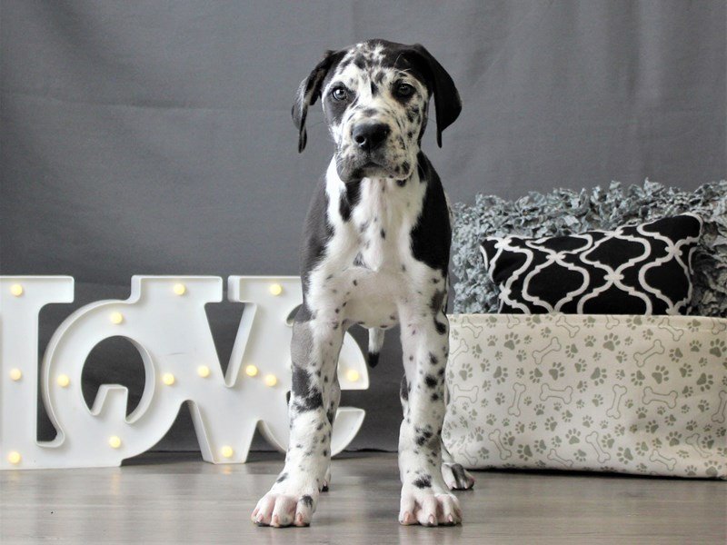 Great Dane