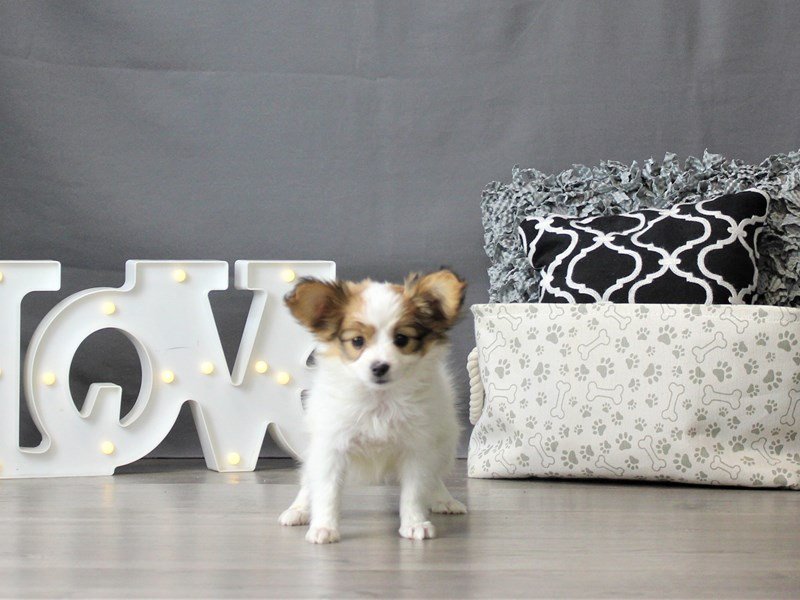Papillon