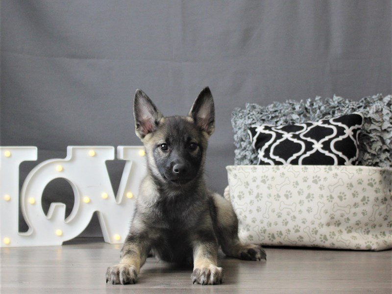 Norwegian Elkhound