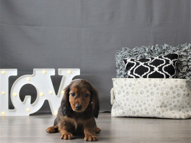 Dachshund