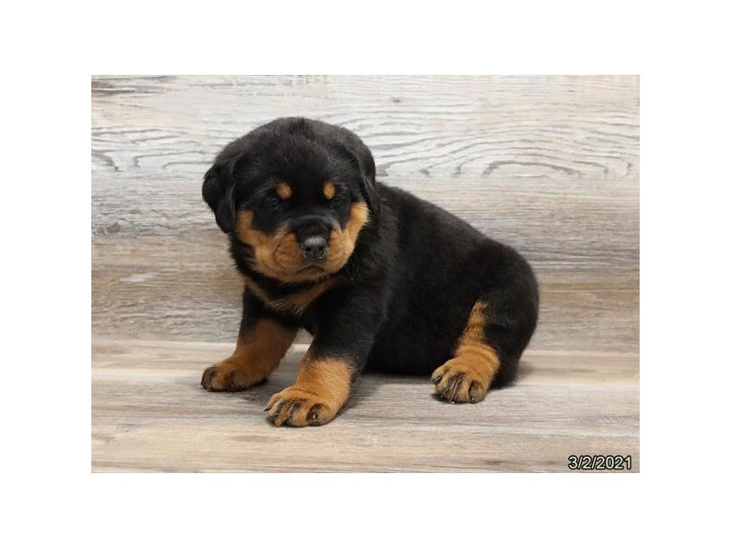 Rottweiler