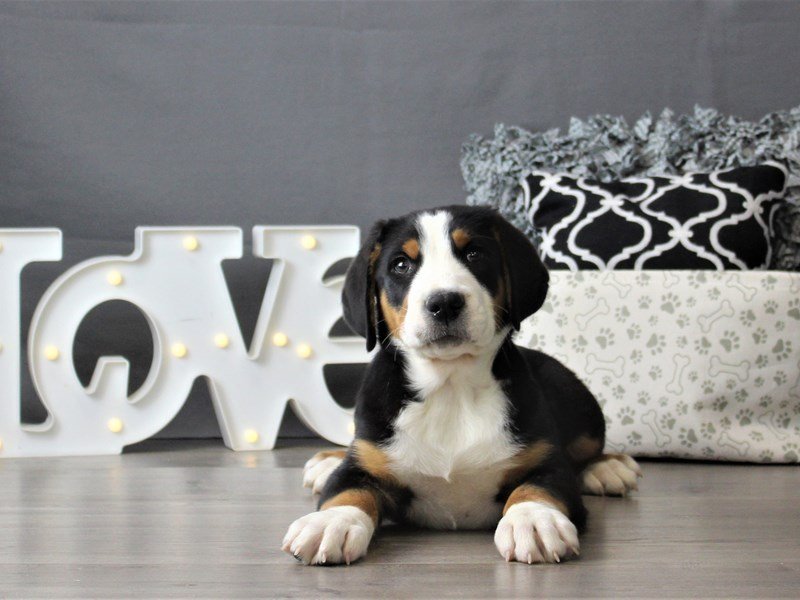 Greater Swiss Mountain Dog