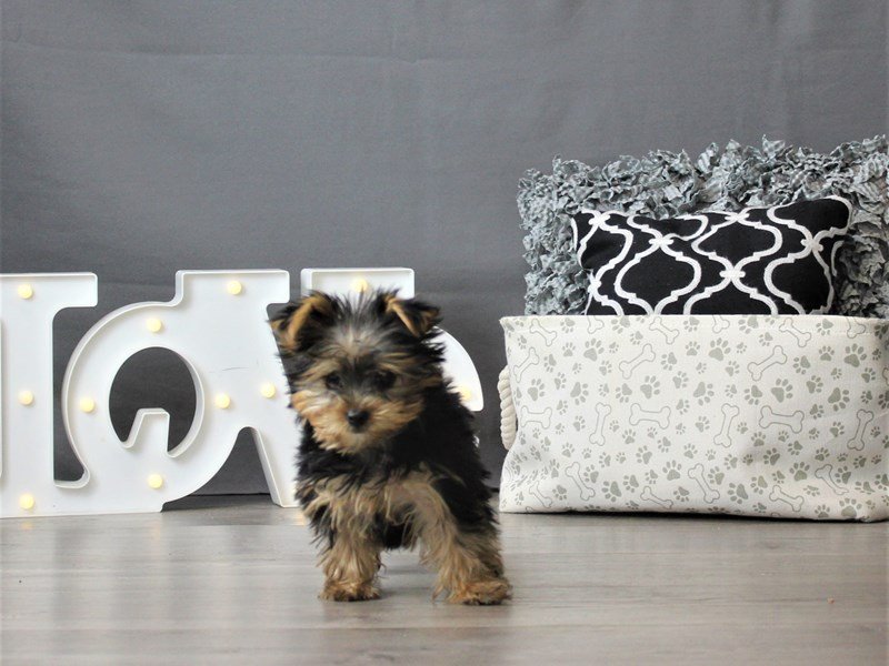 Yorkshire Terrier
