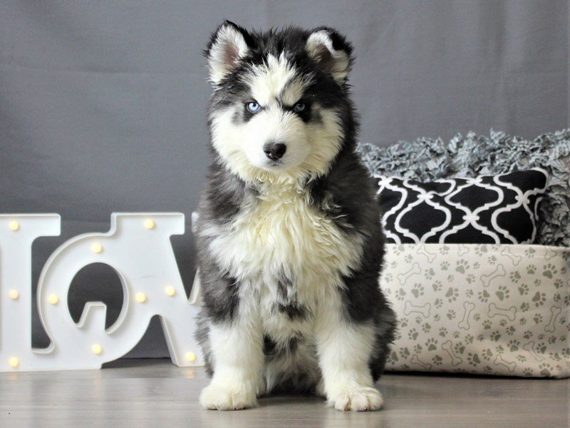Siberian Husky – Layla