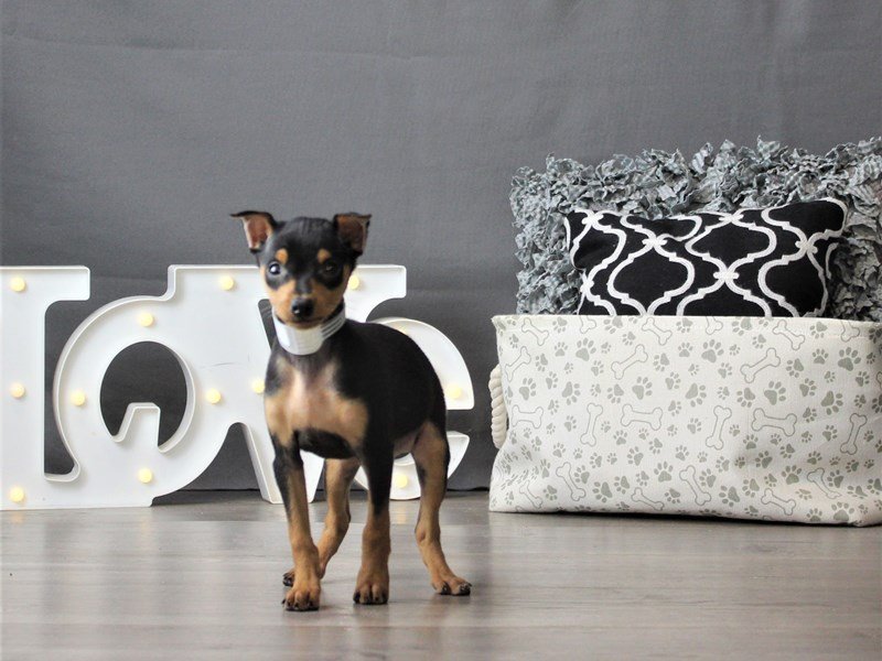 Miniature Pinscher