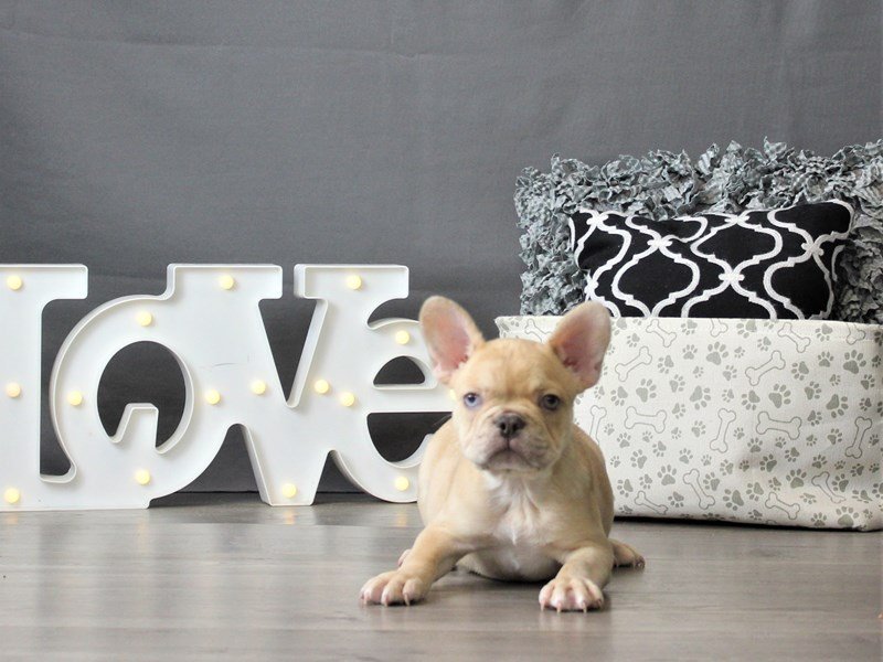 French Bulldog