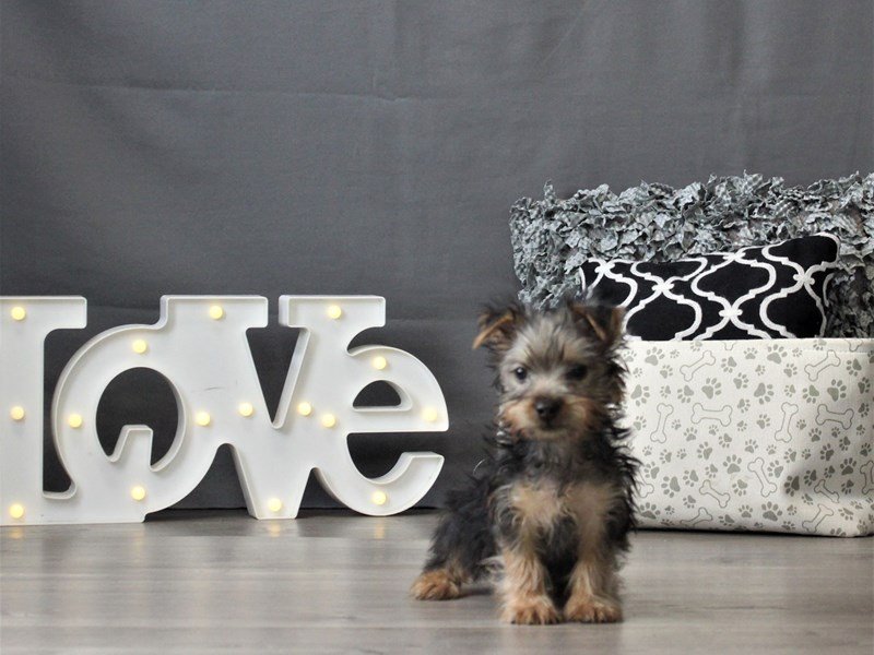Silky Terrier
