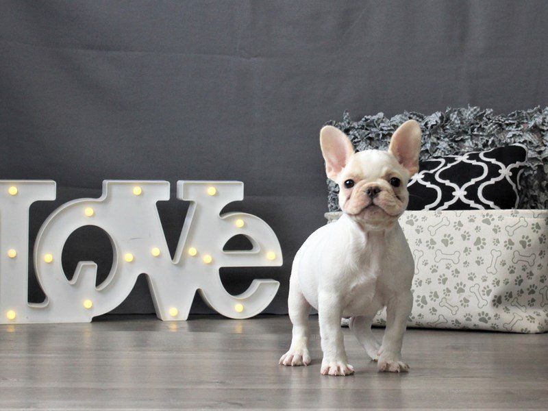 French Bulldog