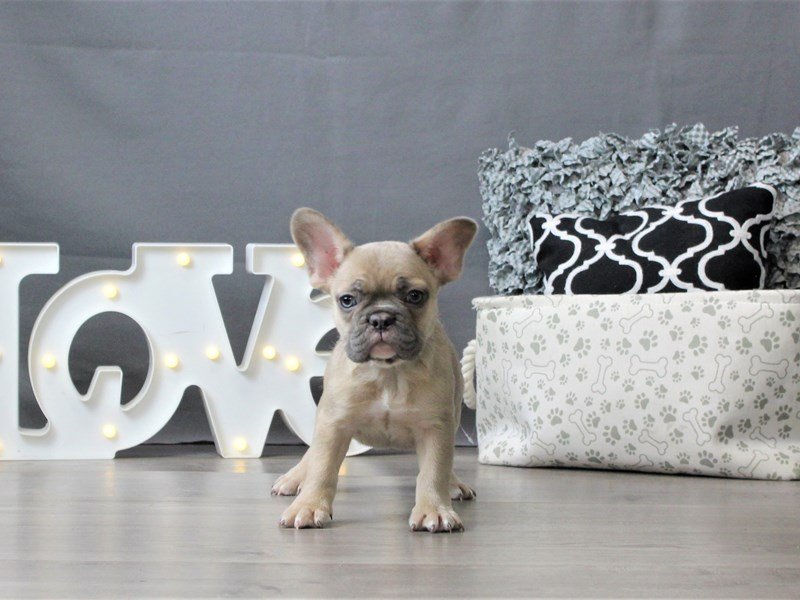 French Bulldog