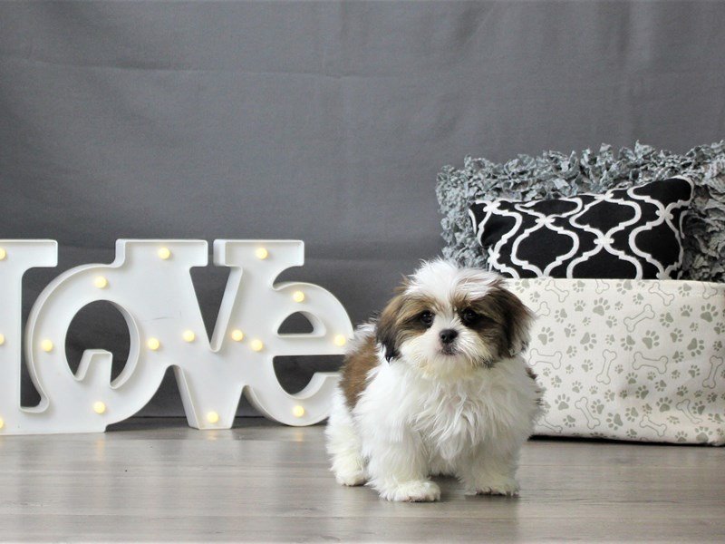 Shih Tzu